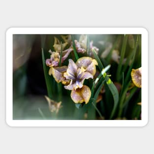 Peacock Butterfly Siberian Iris Sticker